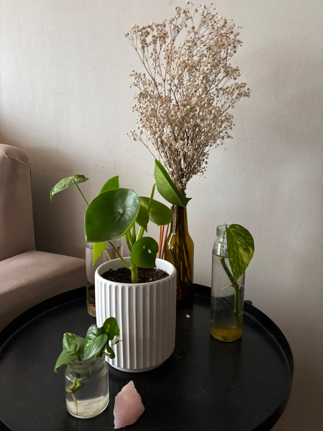 Customer photo review of Peperomia Cucharita macetero acanalado
