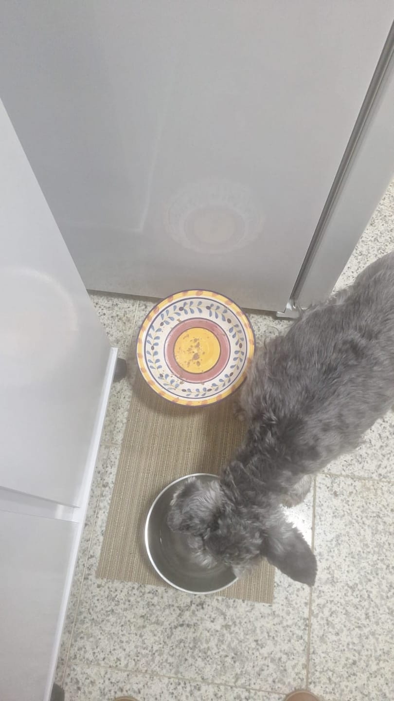Customer photo review of Weasy Food Sênior | Alimentação natural para cães