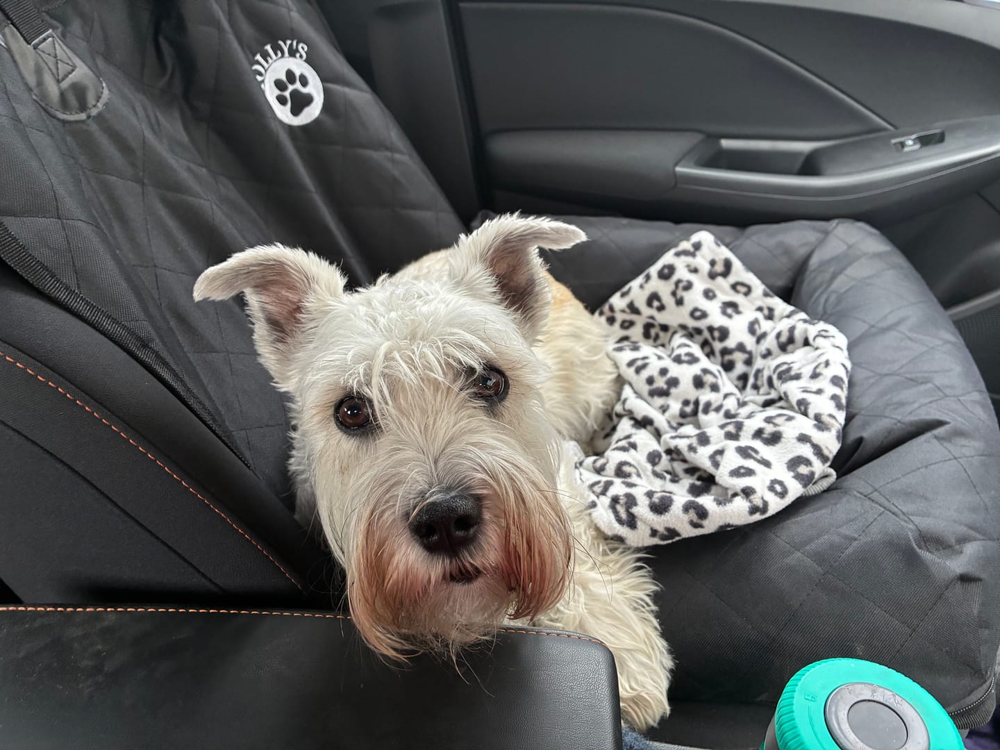 Customer photo review of Car Seat Cover