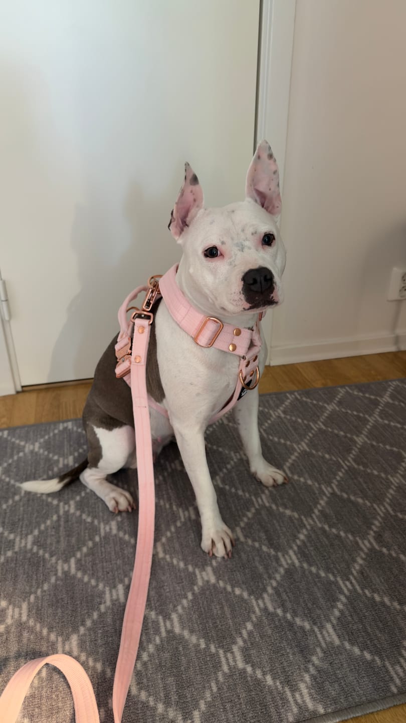 Customer photo review of Easy Walk Extreme Rose Pastel Pink - Sele med snabbspänne
