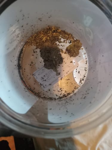 LITTLES BRAND - Citrus Skunk Littles - 28 Grams - Sativa photo review