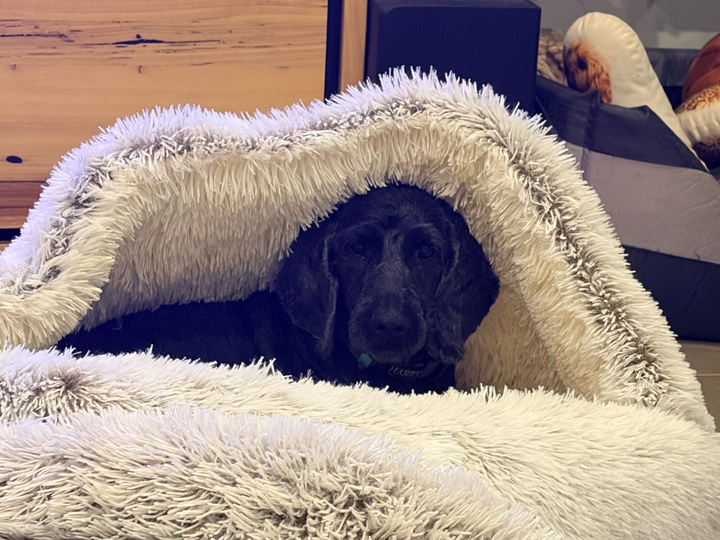 Customer photo review of Snuggle Cave