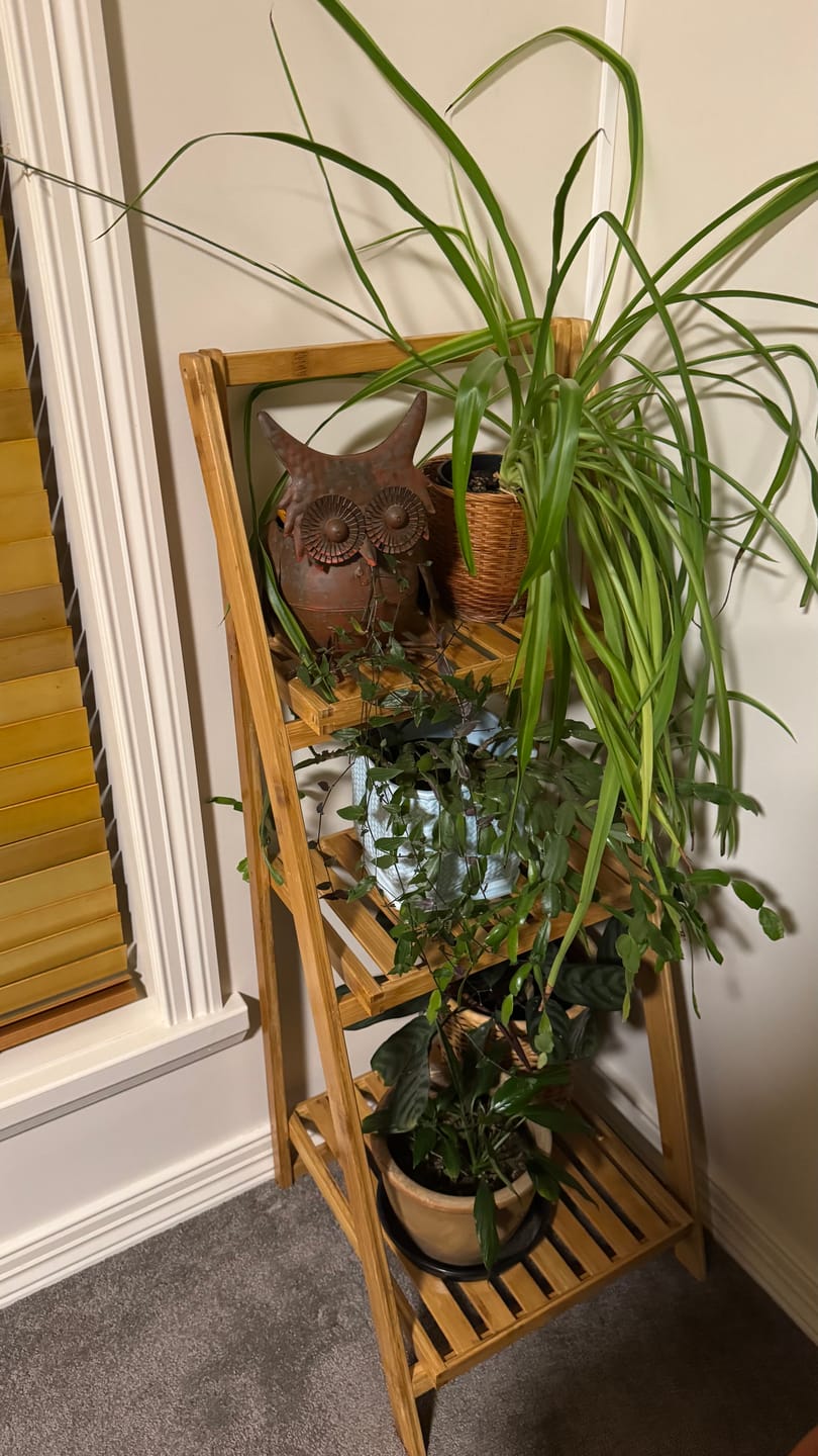 Customer photo review of 3-Tier Bamboo Folding Ladder Shelf