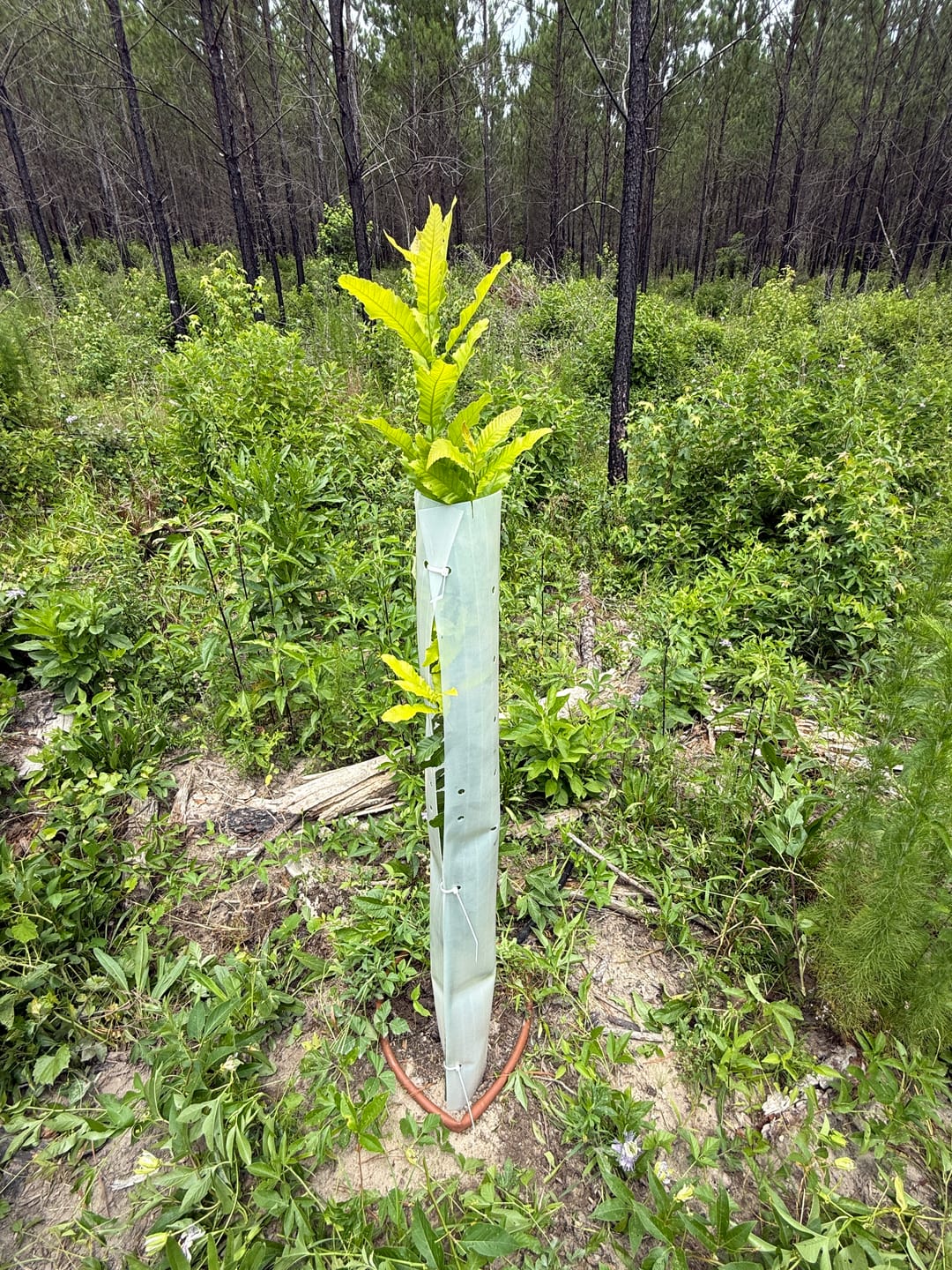 Customer photo review of Sawtooth Oak