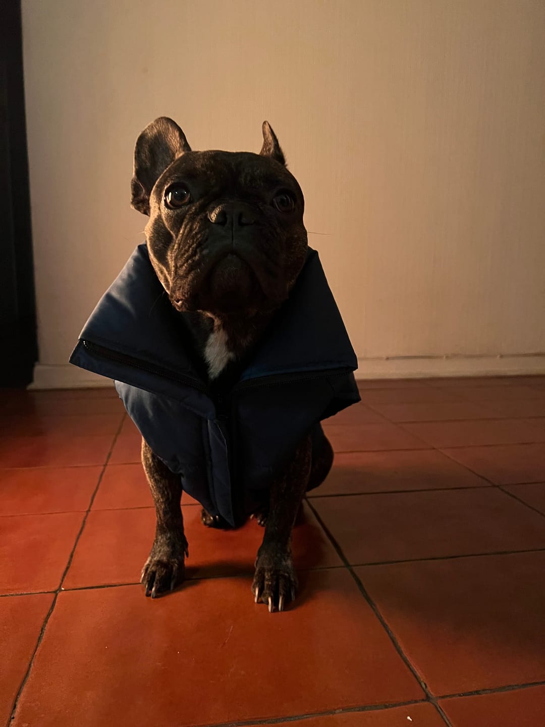 Customer photo review of Chaqueta Puffer de Invierno – Verde