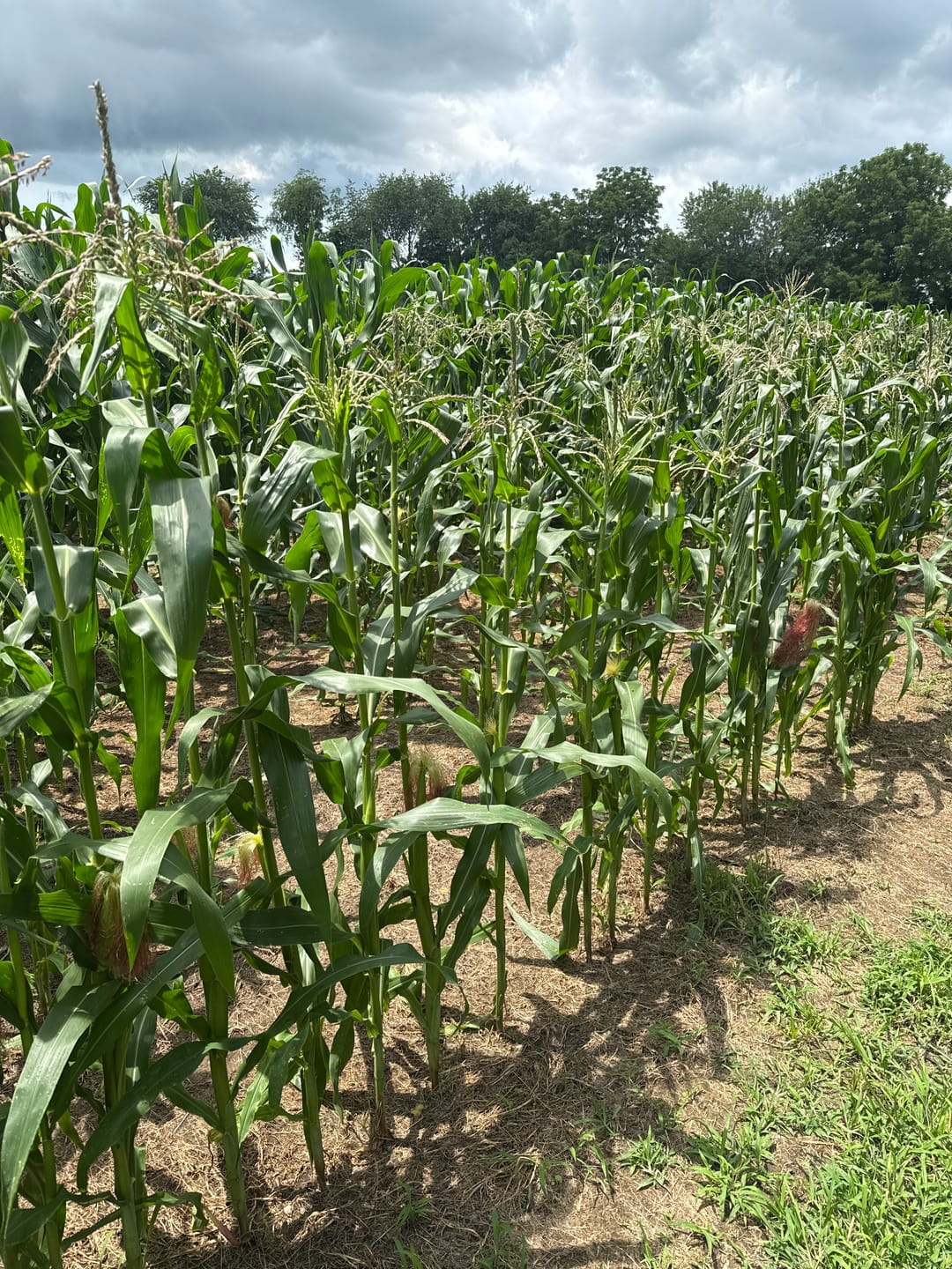 Customer photo review of *Revision Attribute II Sweet Corn (Roundup Ready)