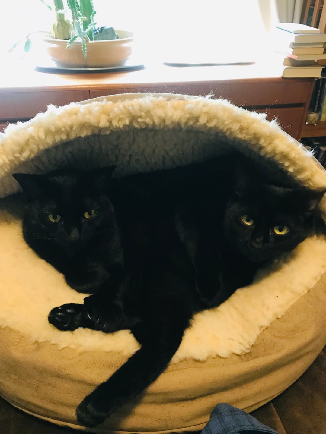 Customer photo review of Black Cat Society Tee