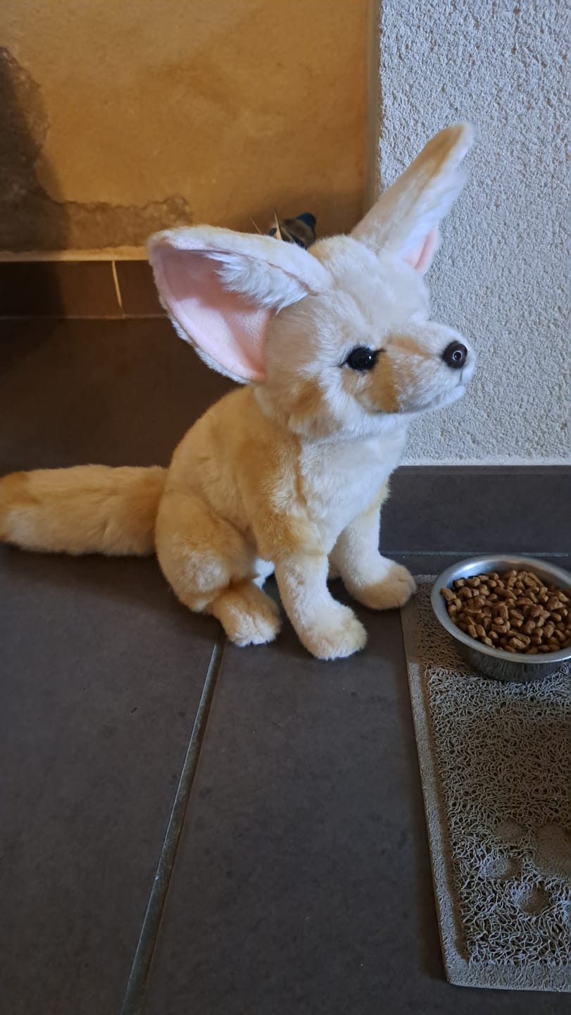 Customer photo review of Fennec Fox Plush Toy – Realistic, Adorable, and Perfectly Huggable