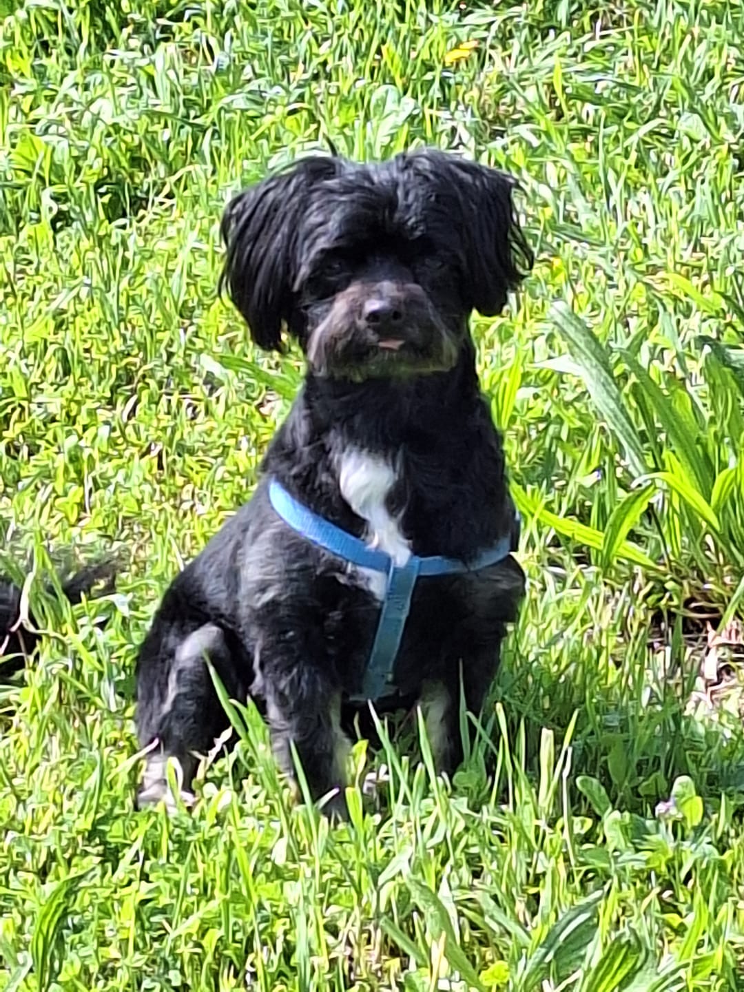 Customer photo review of Shampoing Sans Rinçage - Apaisant pour chien 🏔️