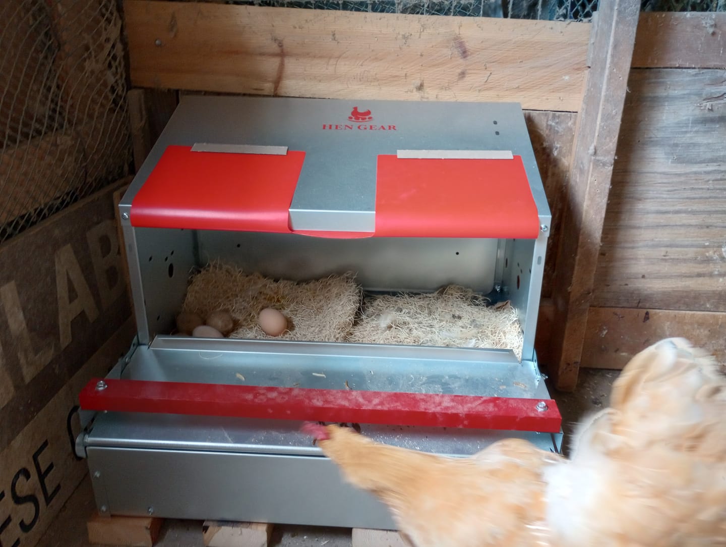 Customer photo review of Small (24") Reversible Roll-out Nest Box (Up to 20 Hens)