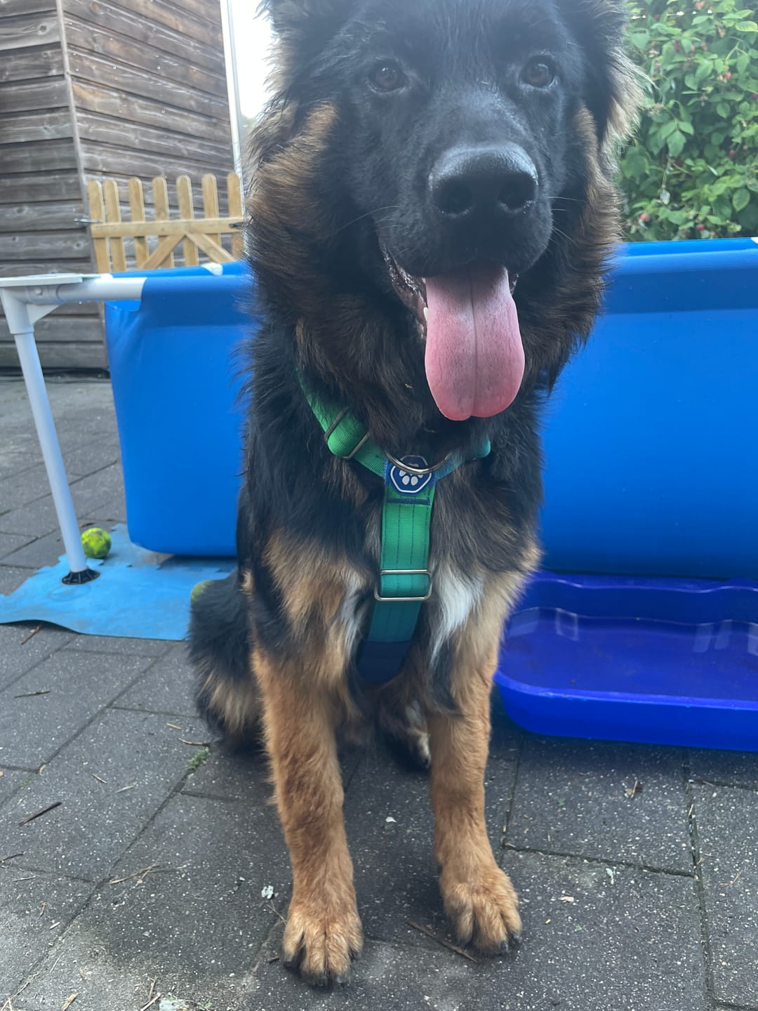 Customer photo review of Comfort Control No-Pull Dog Harness and Multipurpose Leash Sets