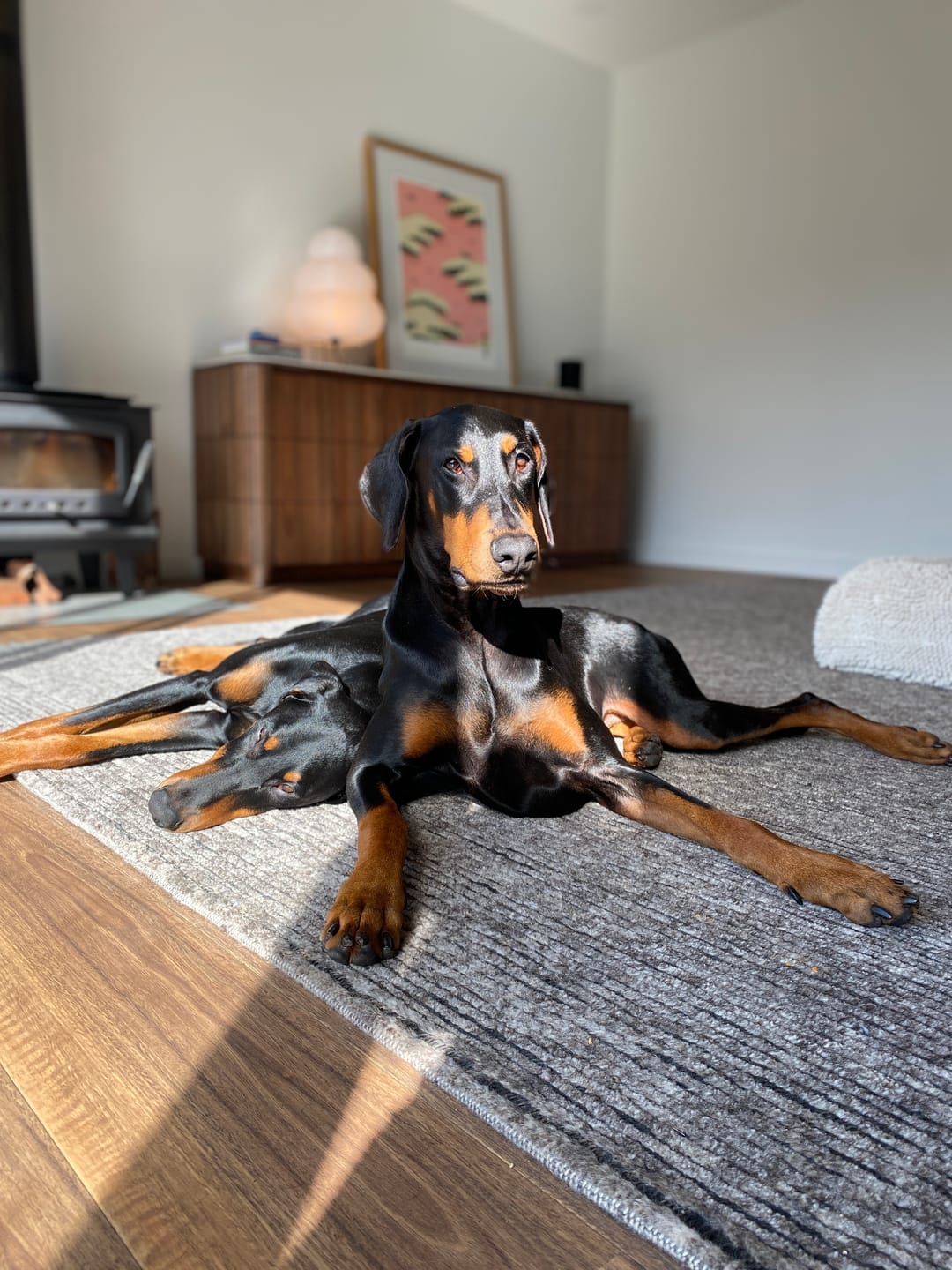 Customer photo review of 3 Flavour Party Mix Dog Treats – 280g Vegan Superfood Biscuits