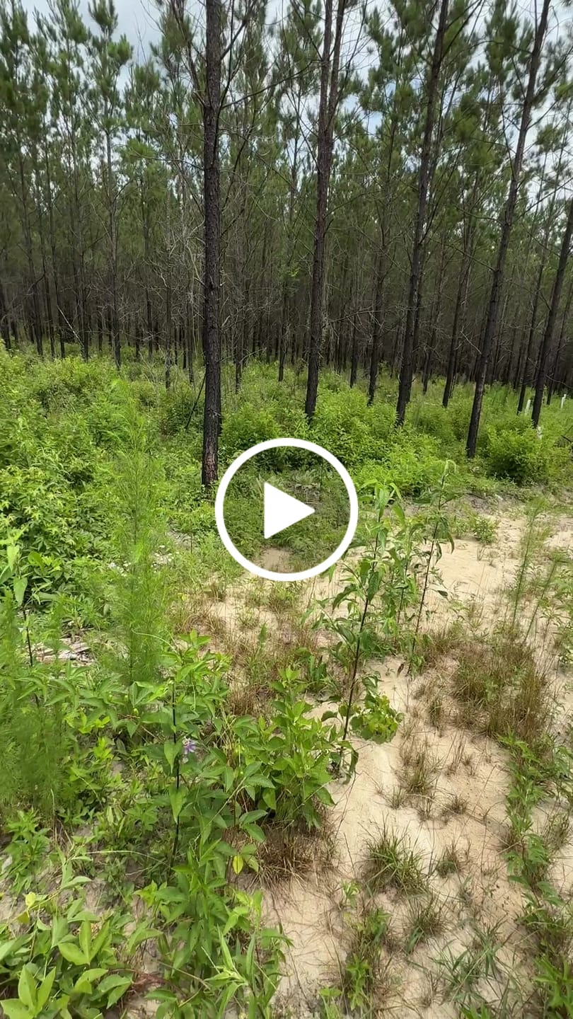Customer video review of Sawtooth Oak