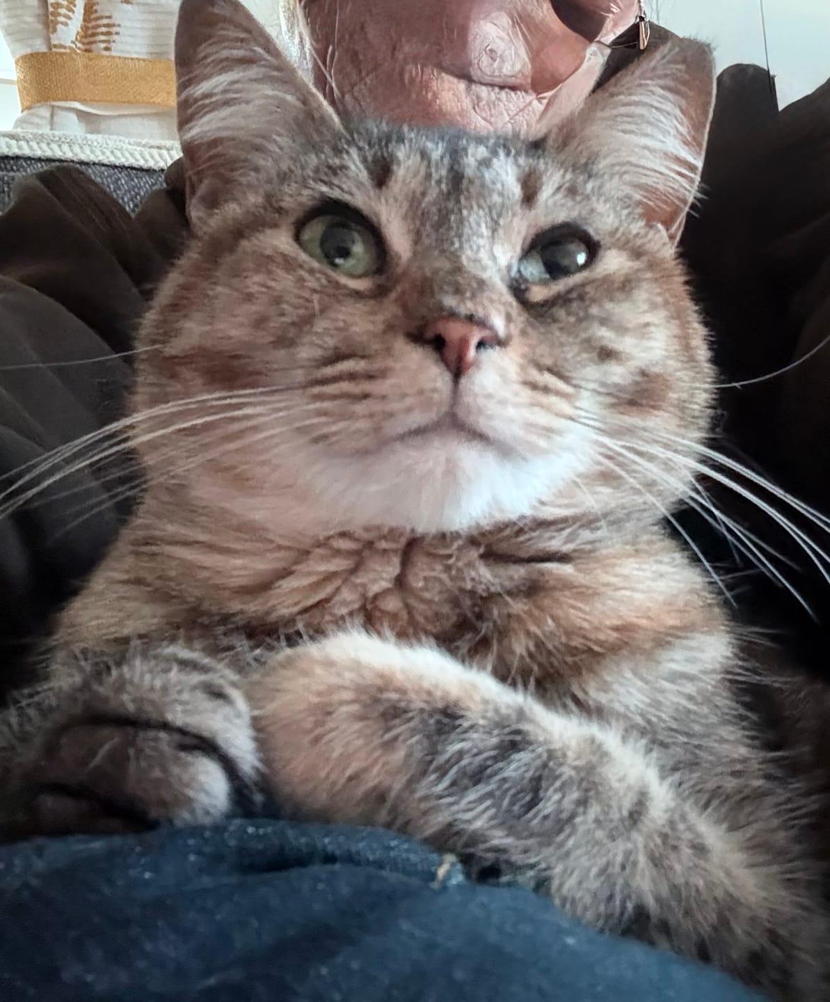 Customer photo review of Breathe Easy Cat Cold, Sneezing & Respiratory Support