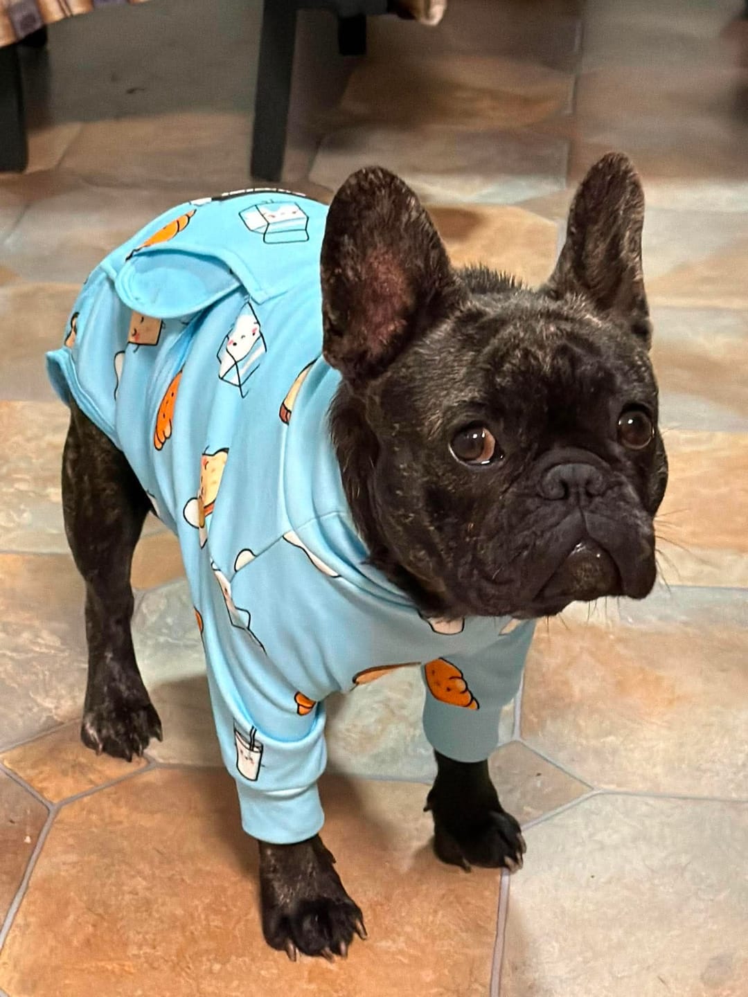 Customer photo review of Dog Surgical Suit
