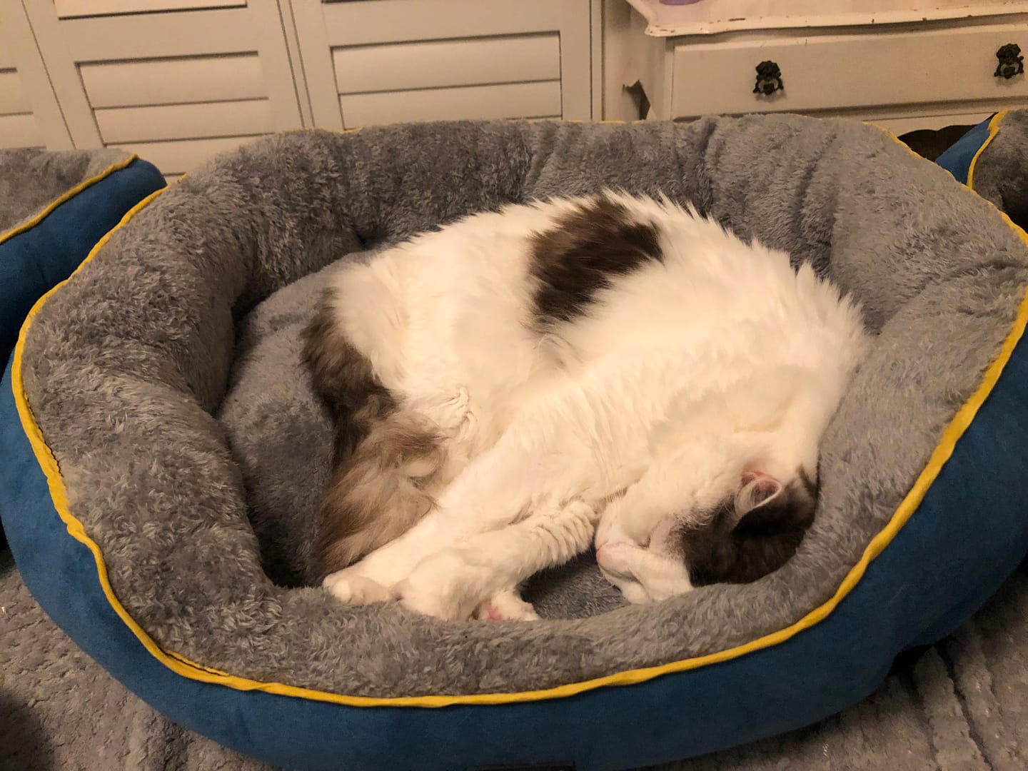 Customer photo review of Electric Pet Heater Bed Thermal Protection