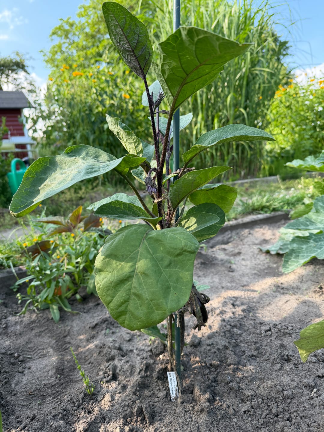 Customer photo review of Aubergine ‘De Barbentane’, Bio-Jungpflanze