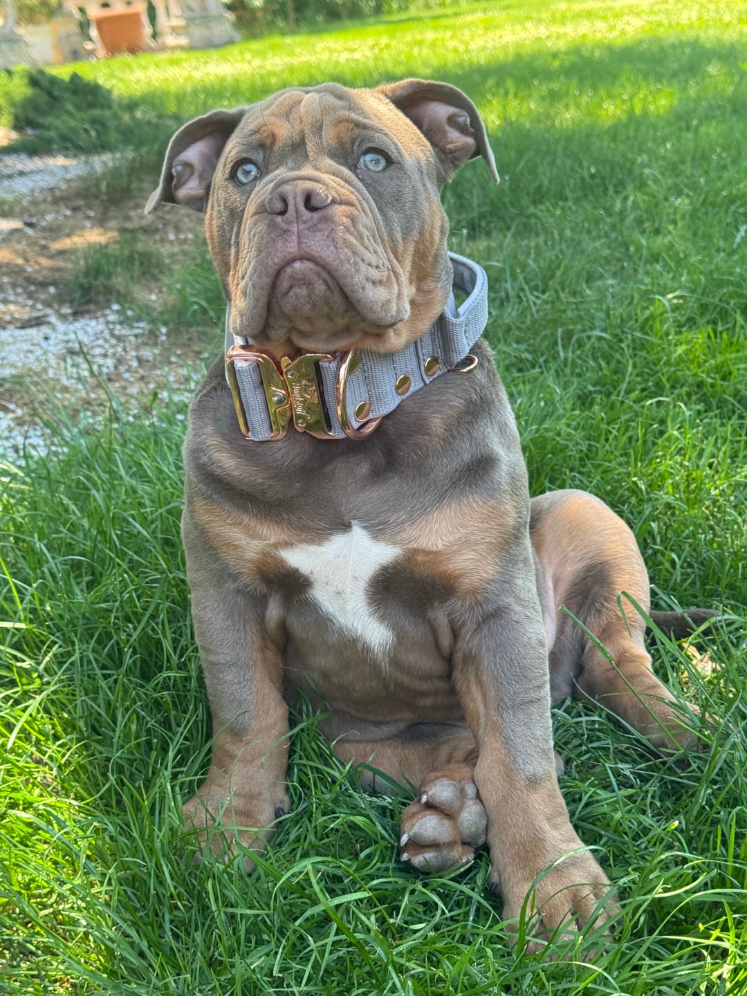Customer photo review of Extreme Rose Buckle Grått - Starkt och säkert halsband