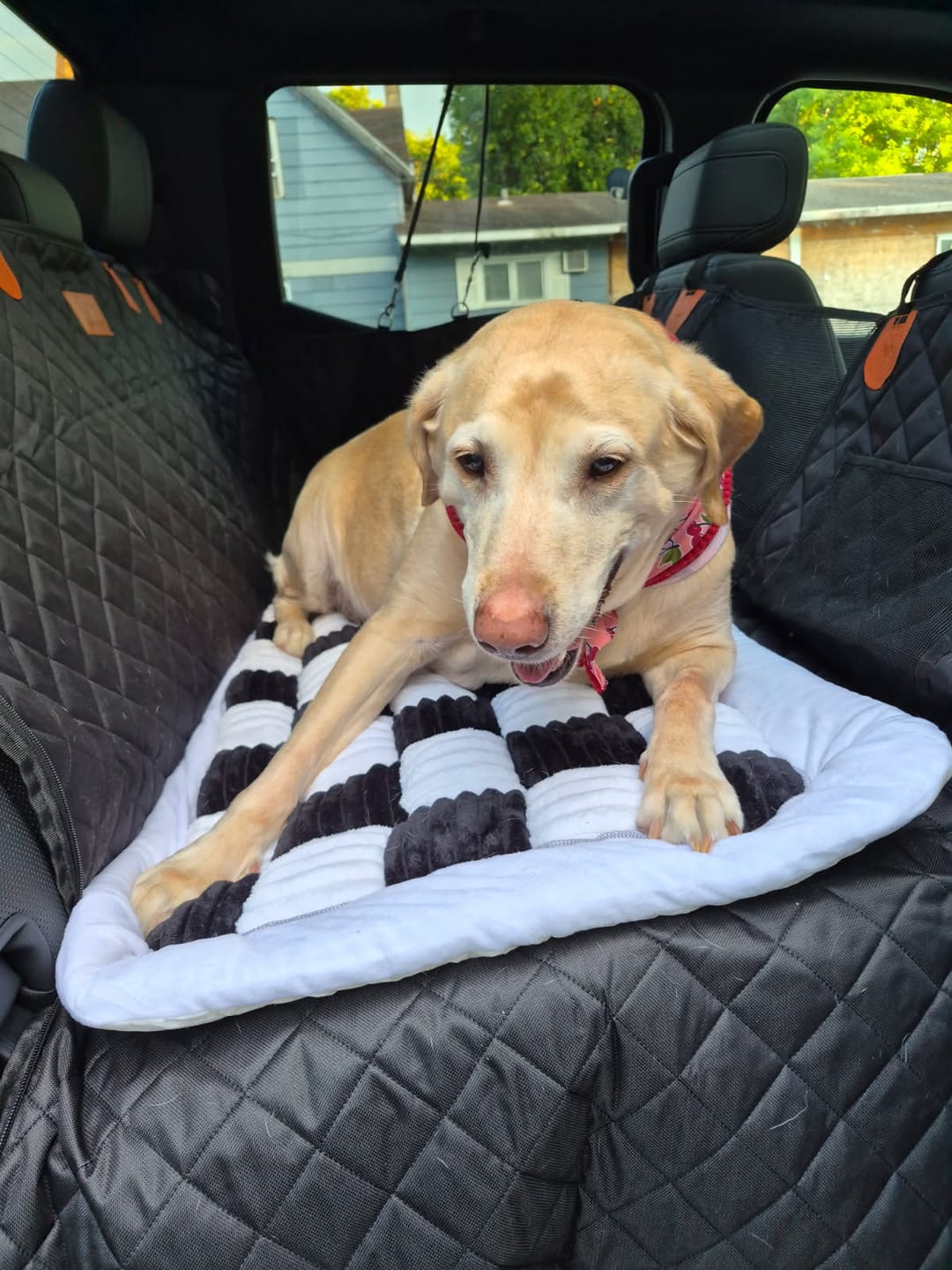 Customer photo review of Cozy Cushion™