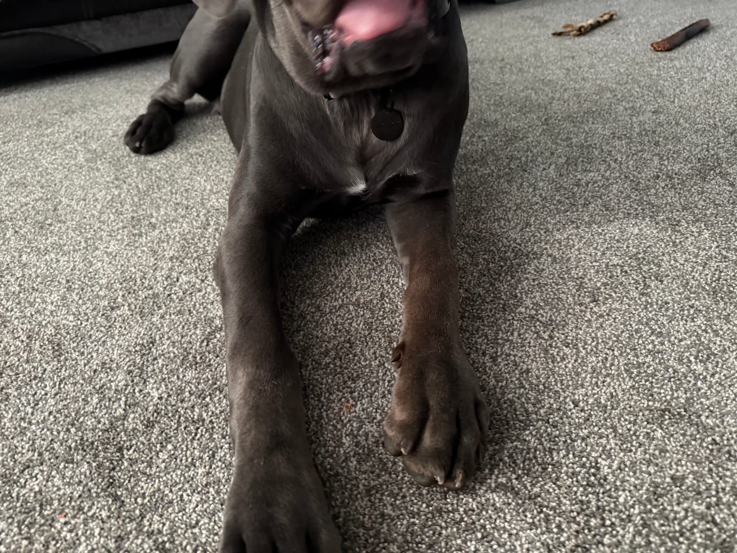 Customer photo review of Dog ID Tag - Black (With Gift Box)