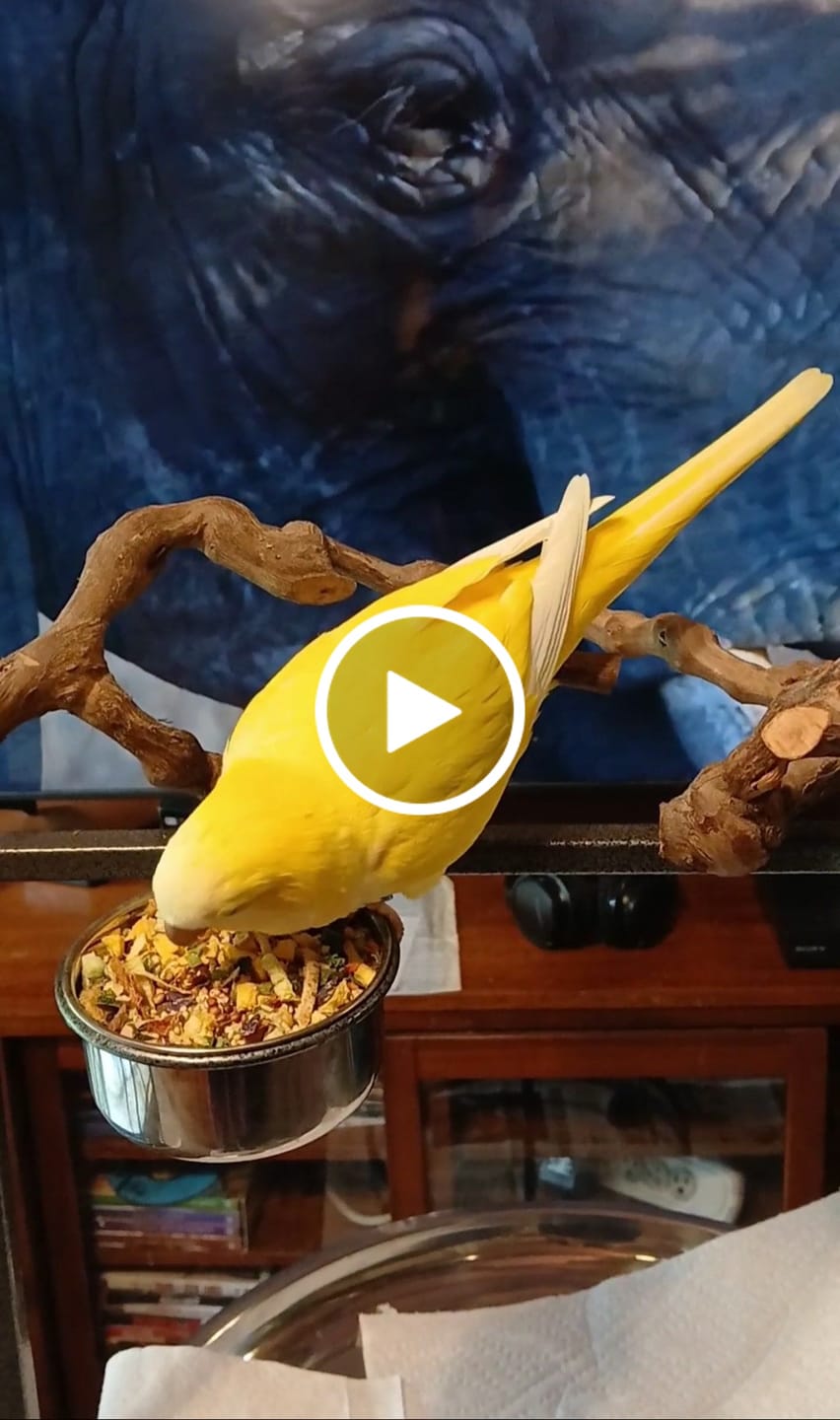 Customer video review of Bird Bites Freeze Dried Chop - Totally Veggies - No Fruit