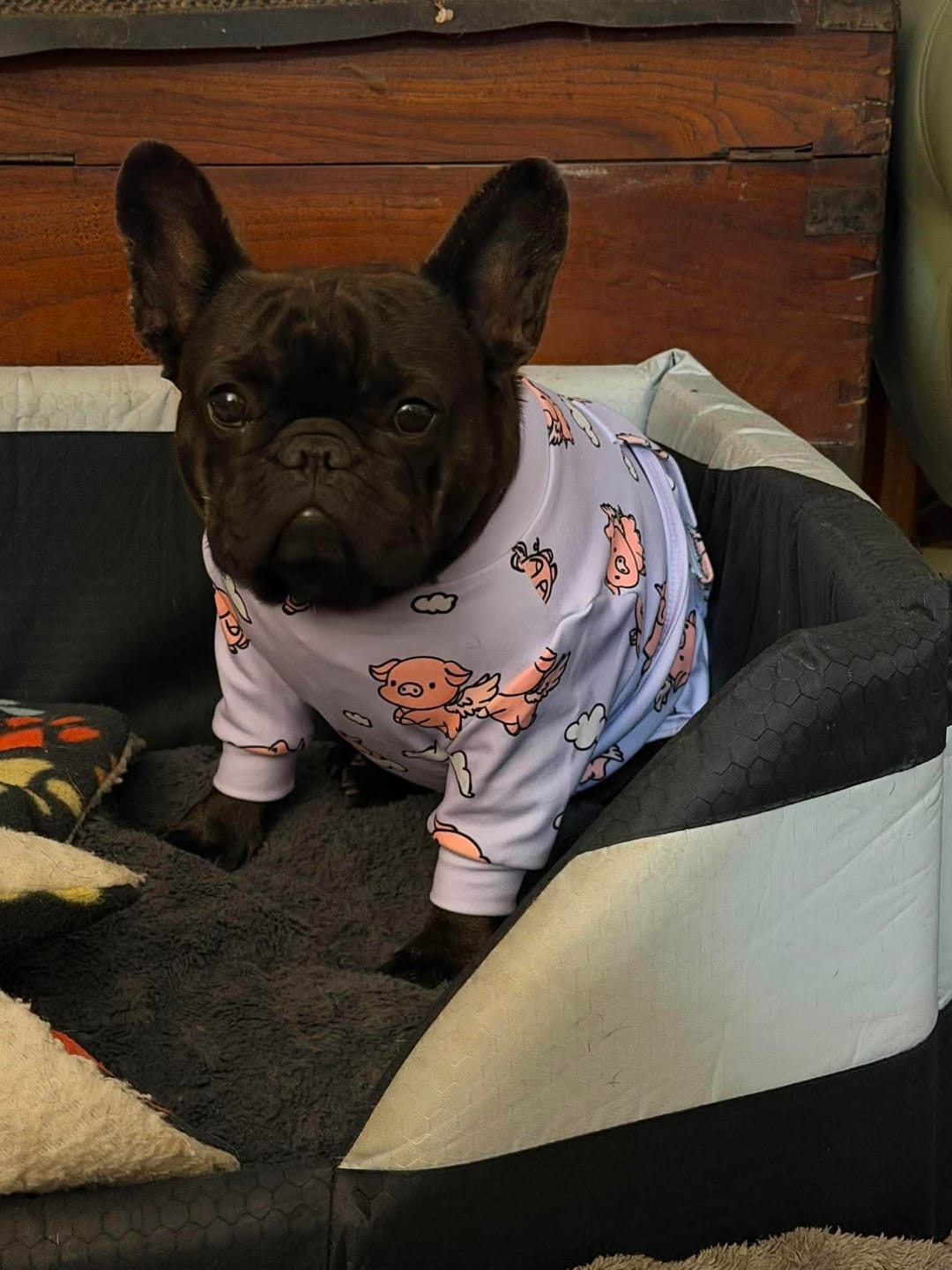 Customer photo review of Dog Surgical Suit