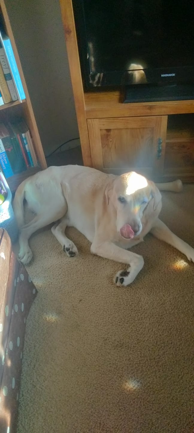 Customer photo review of The Groom Lab Steam Brush™ - Ultimate Brush for Pets