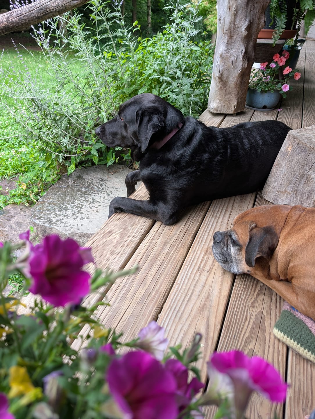Customer photo review of Carrying Case for furMe Grooming Vacuum