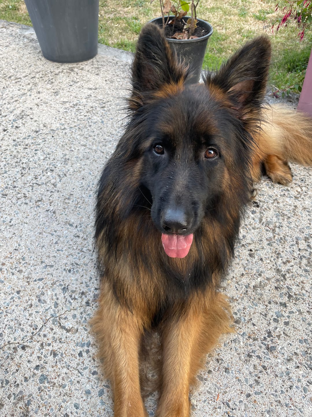 Customer photo review of Shampoing Sans Rinçage - Apaisant pour chien 🏔️