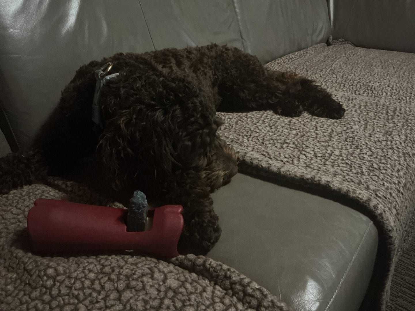 Customer photo review of Bully Bargain Bag