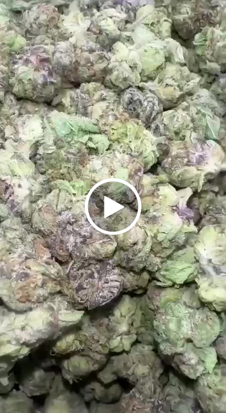 Customer video review of Gelato Kush Minis - Bulk Minis - Indica