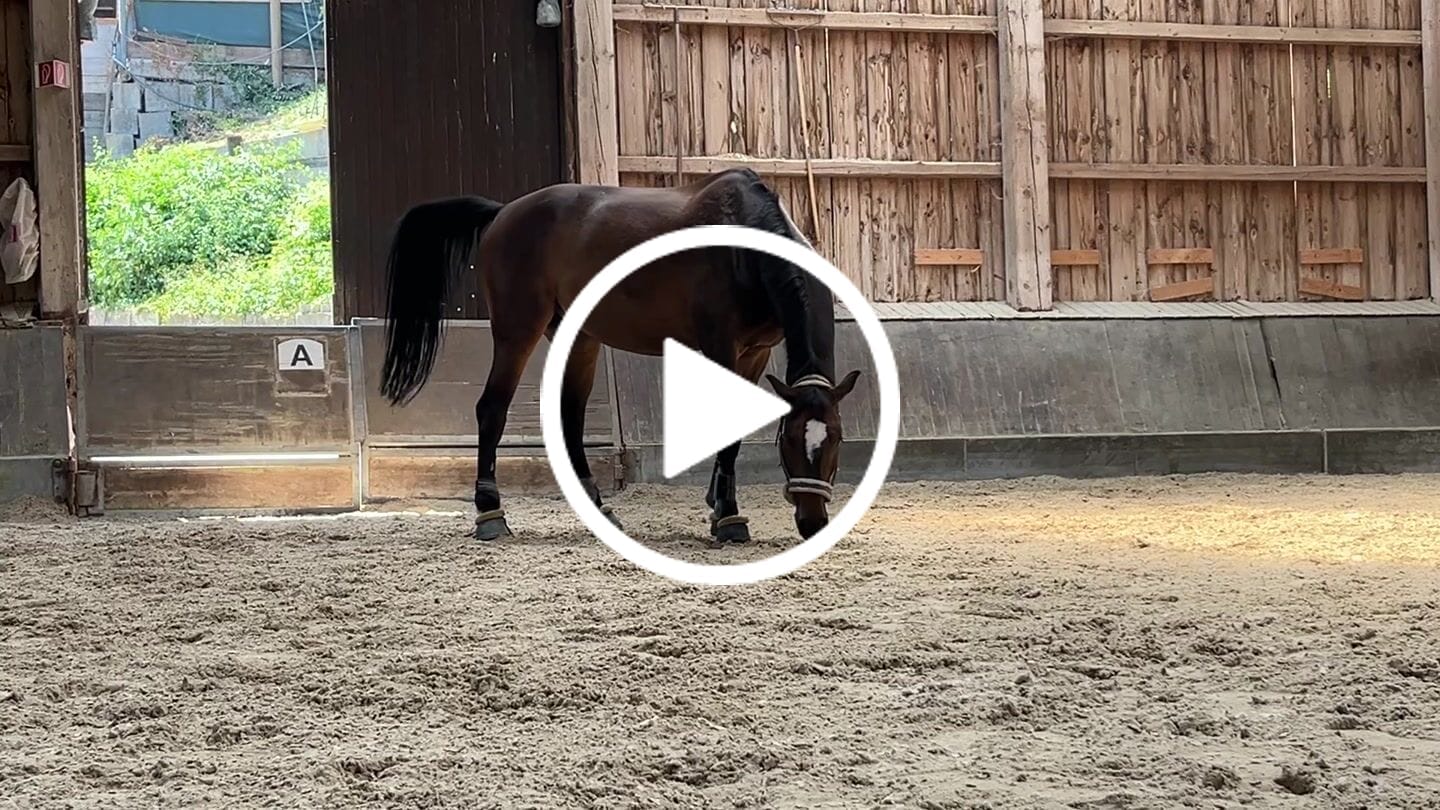 Customer video review of Allergietest Pro Pferd