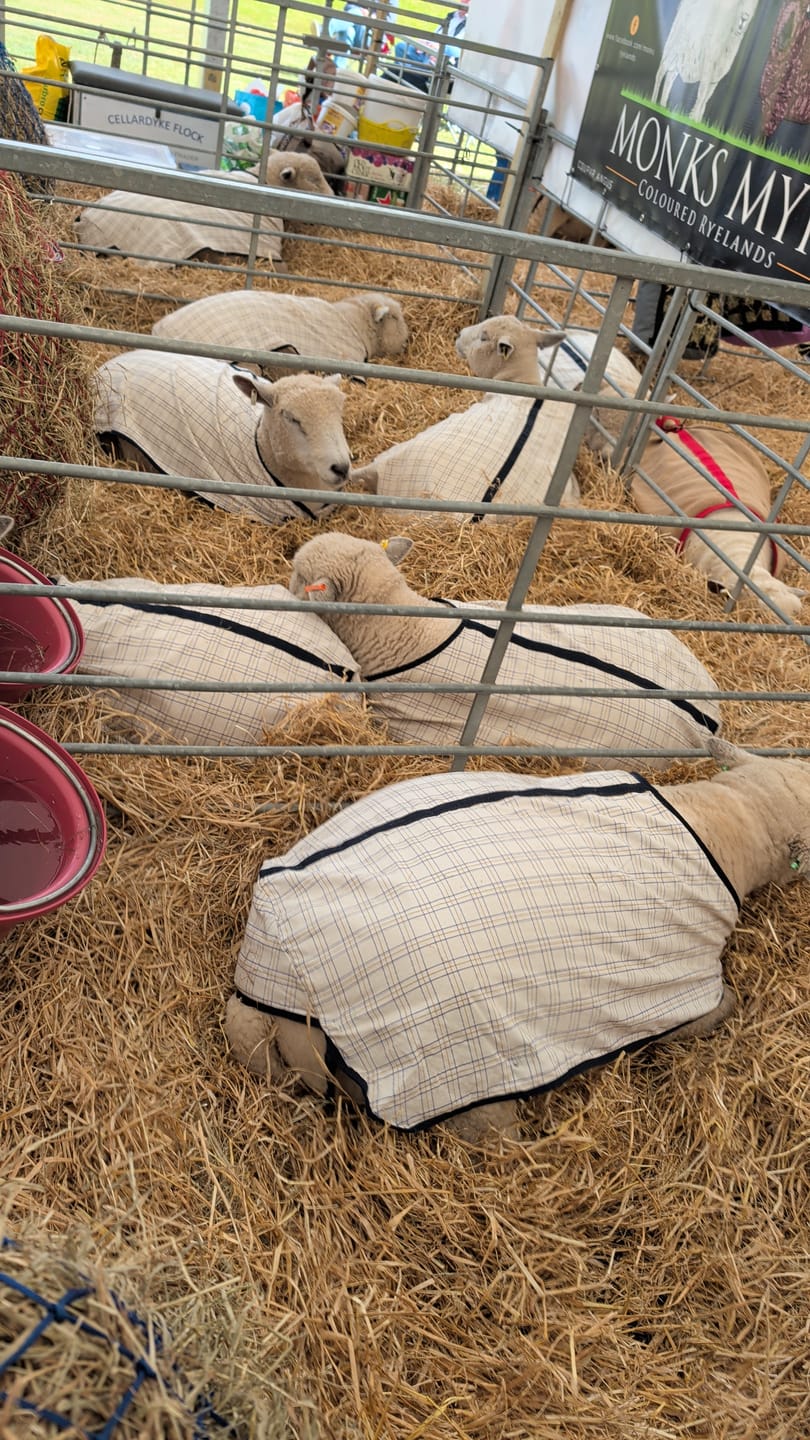 Customer photo review of Travel & Show Sheep Coat