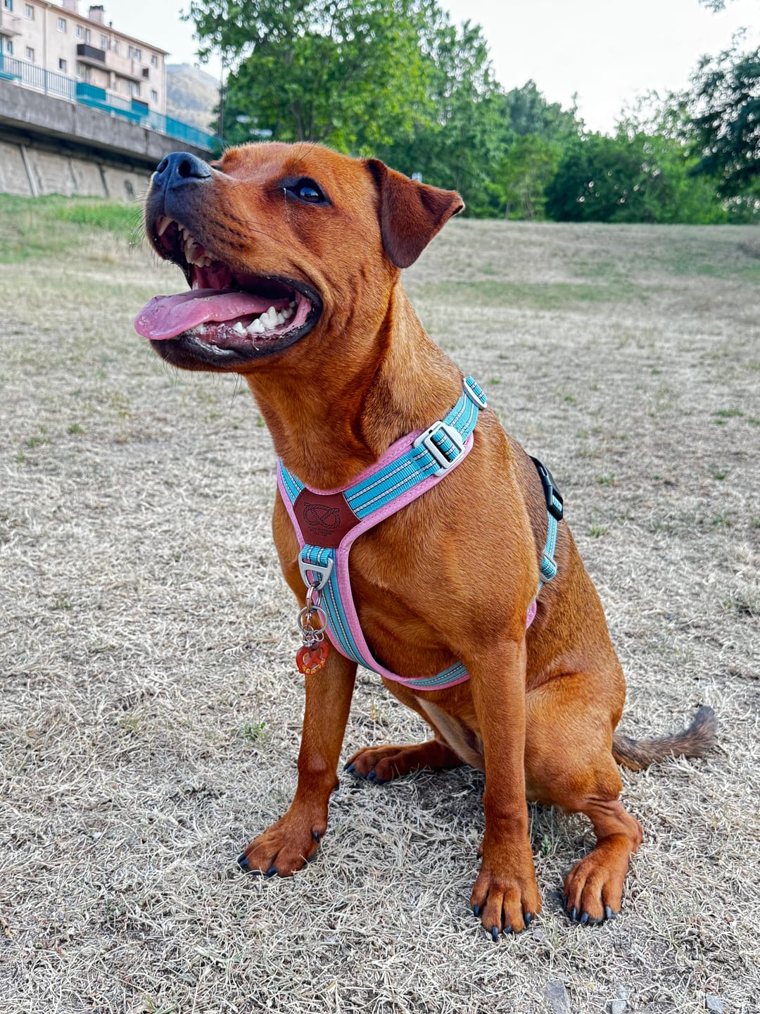 Customer photo review of Staffordshire Bull Terrier 1935® Harness & Leash Set - Izy Edition - Baby Blue & Baby Pink