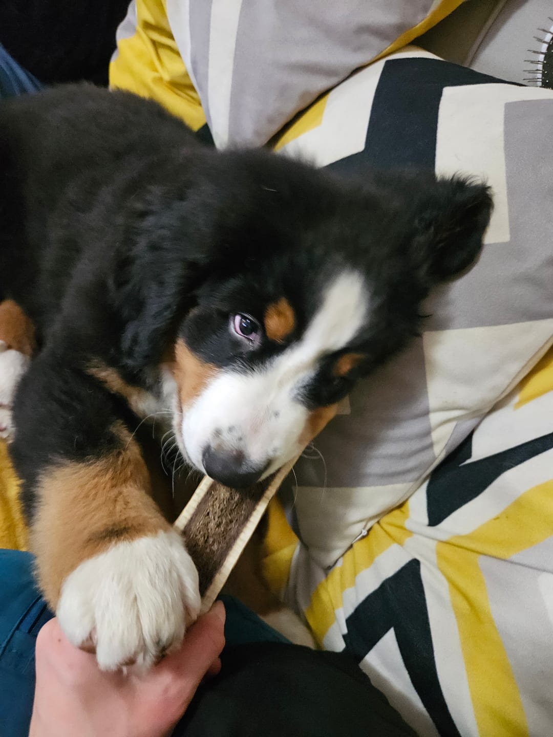 Customer photo review of Asta de ciervo para perros - Principiante