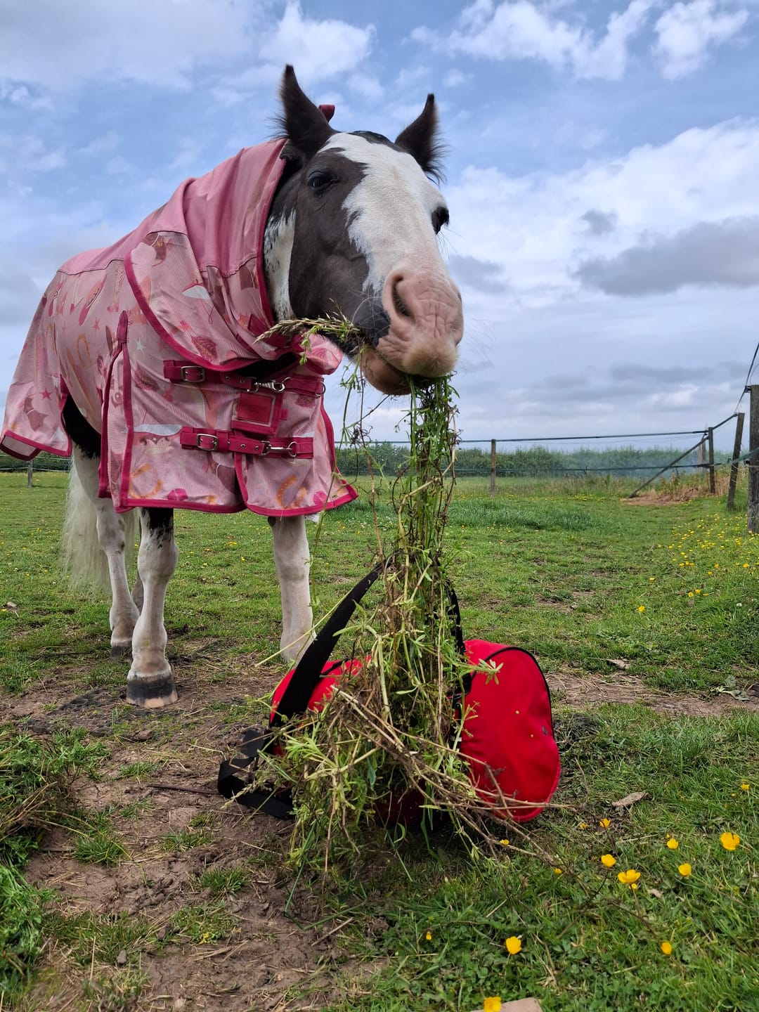 Customer photo review of NEW Country Star Fly Rug