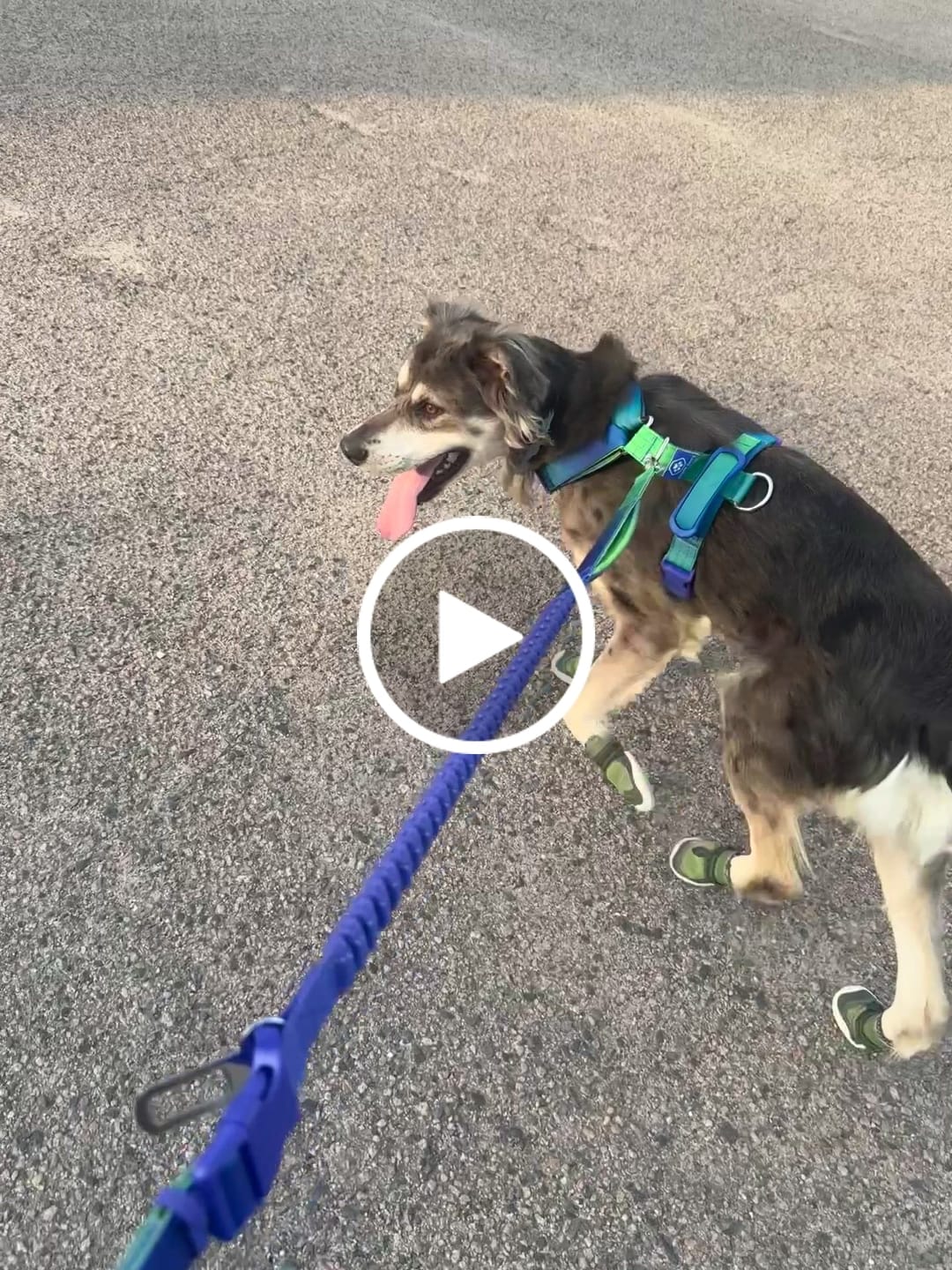 Customer video review of Hot Pavement Pawtector Dog Shoes - Green