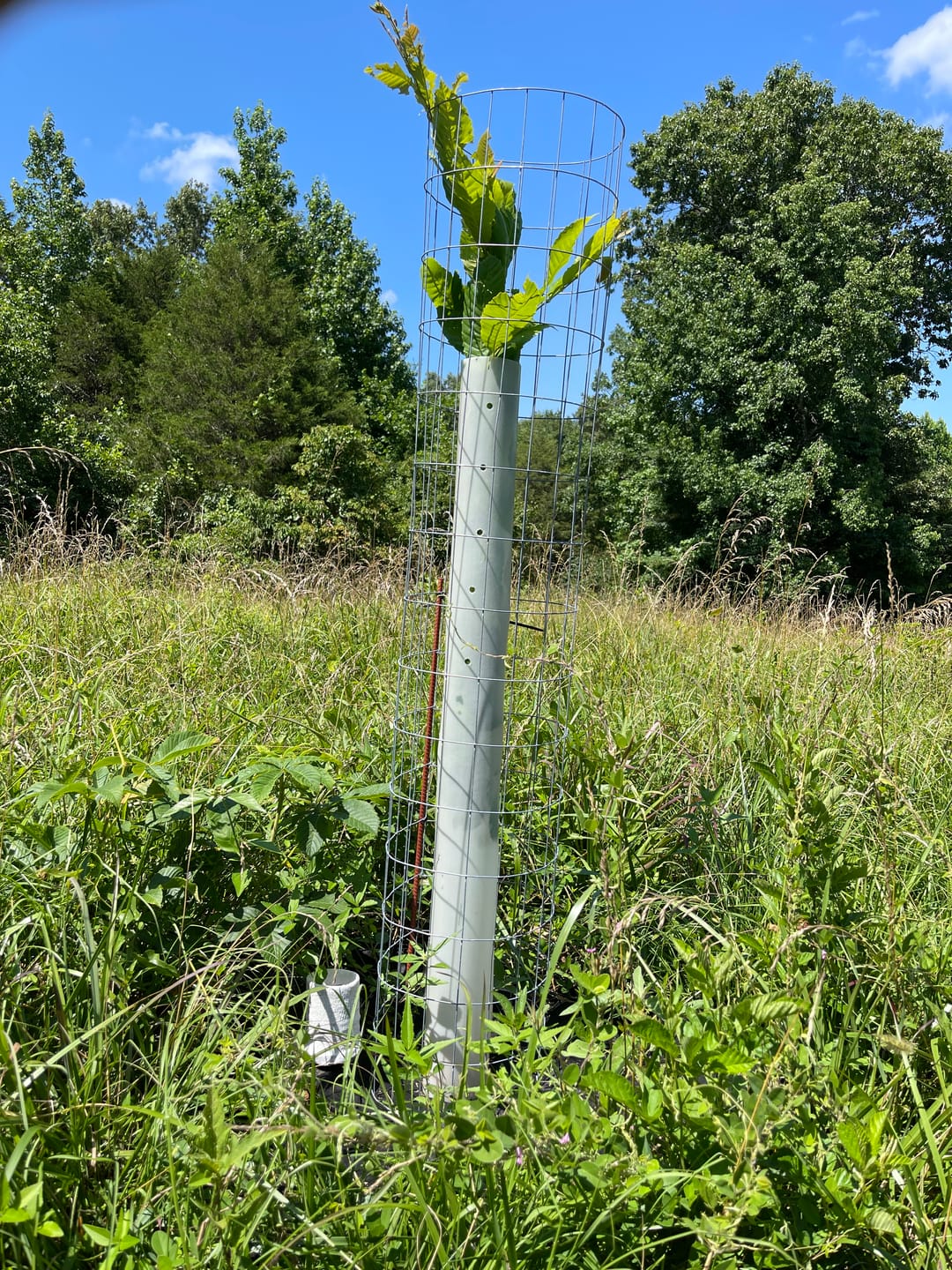 Customer photo review of Late Drop Hybrid Chestnut