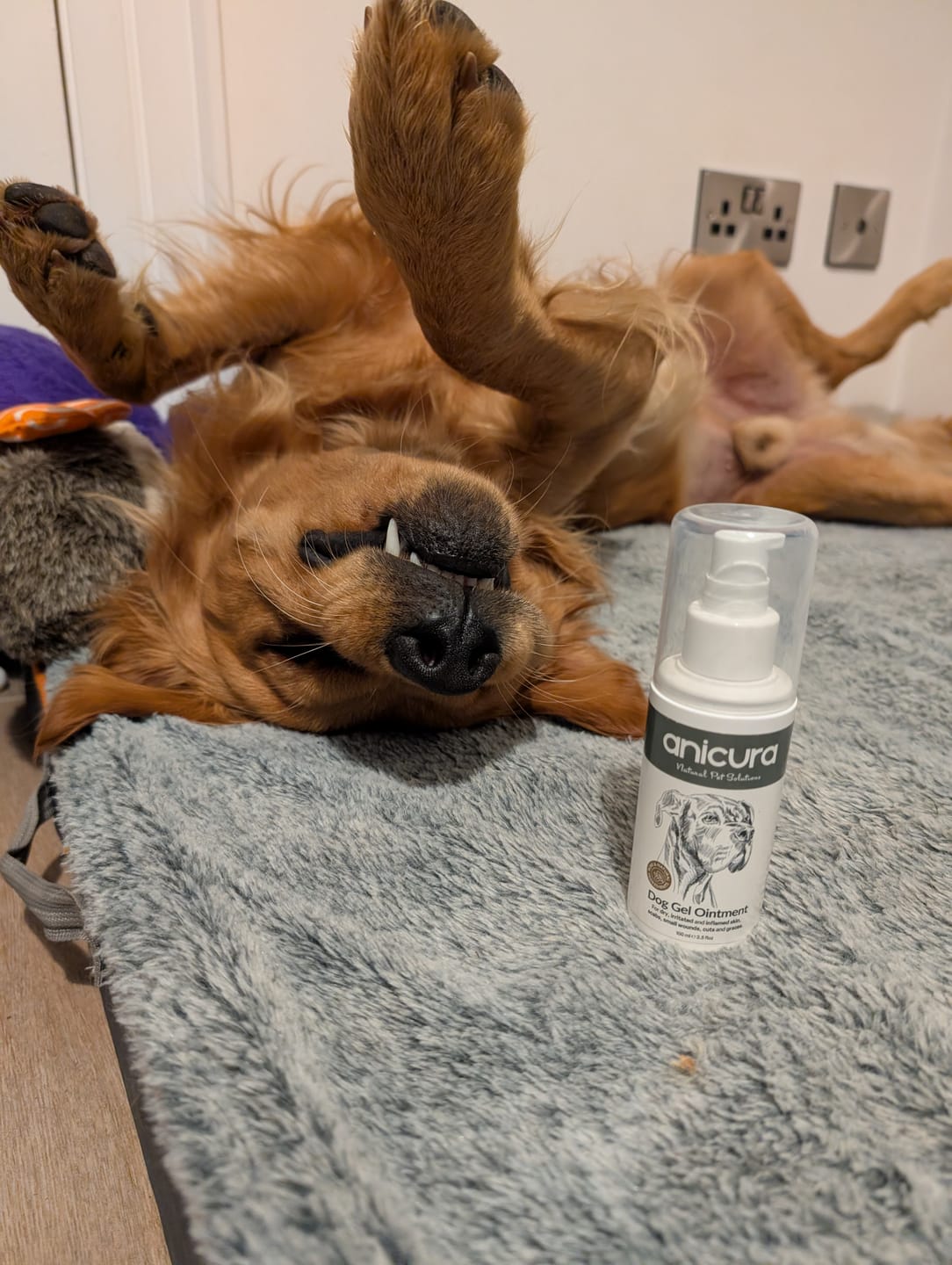 Customer photo review of Dog Gel