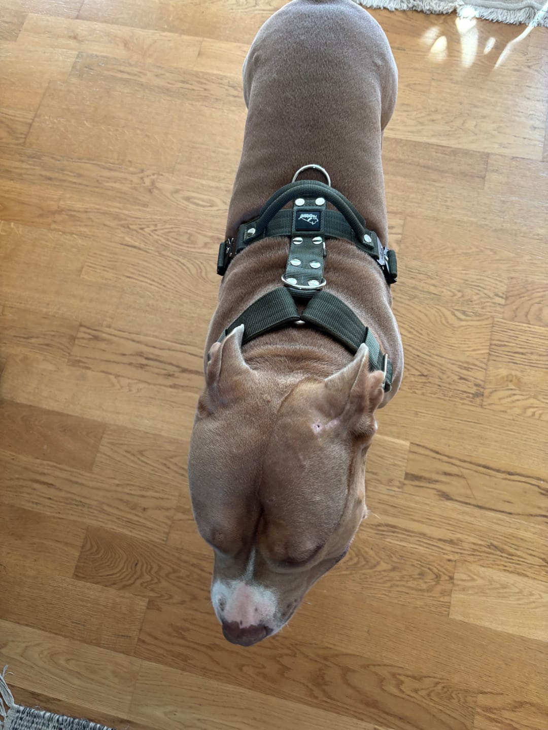 Customer photo review of Easy Walk Extreme Khaki - Sele med snabbspänne