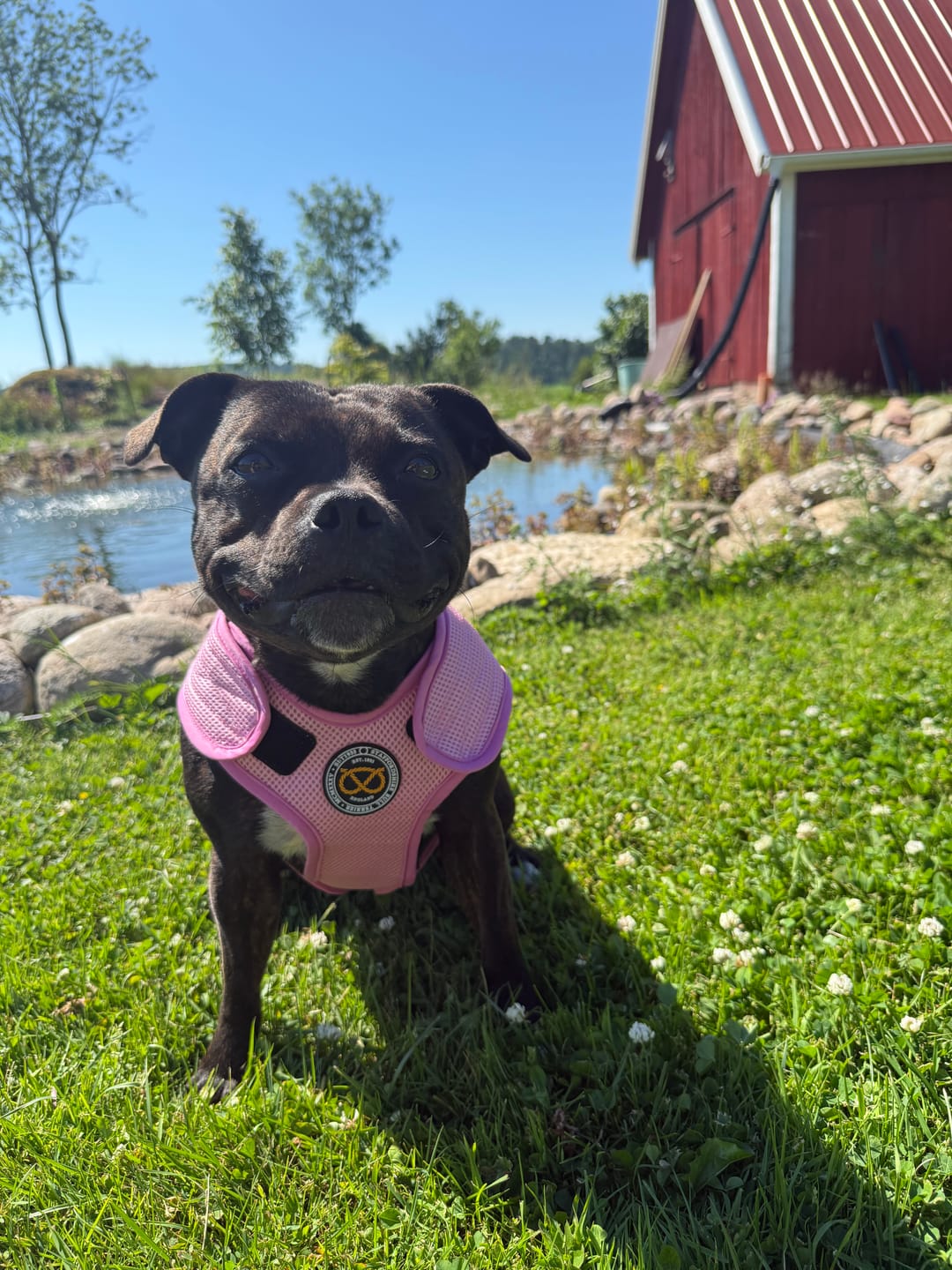 Customer photo review of Staffordshire Bull Terrier 1935® Cooling Vest - Baby Pink