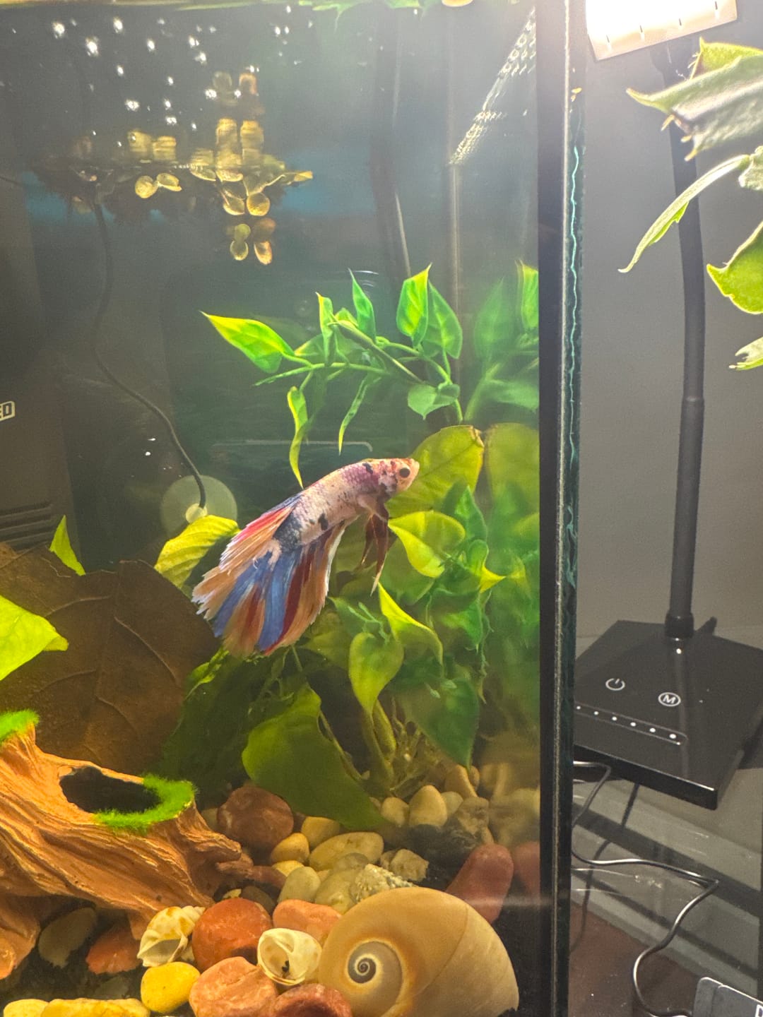 Customer photo review of Candy Marble Halfmoon Male Betta Fish | Luxury Mystery Betta