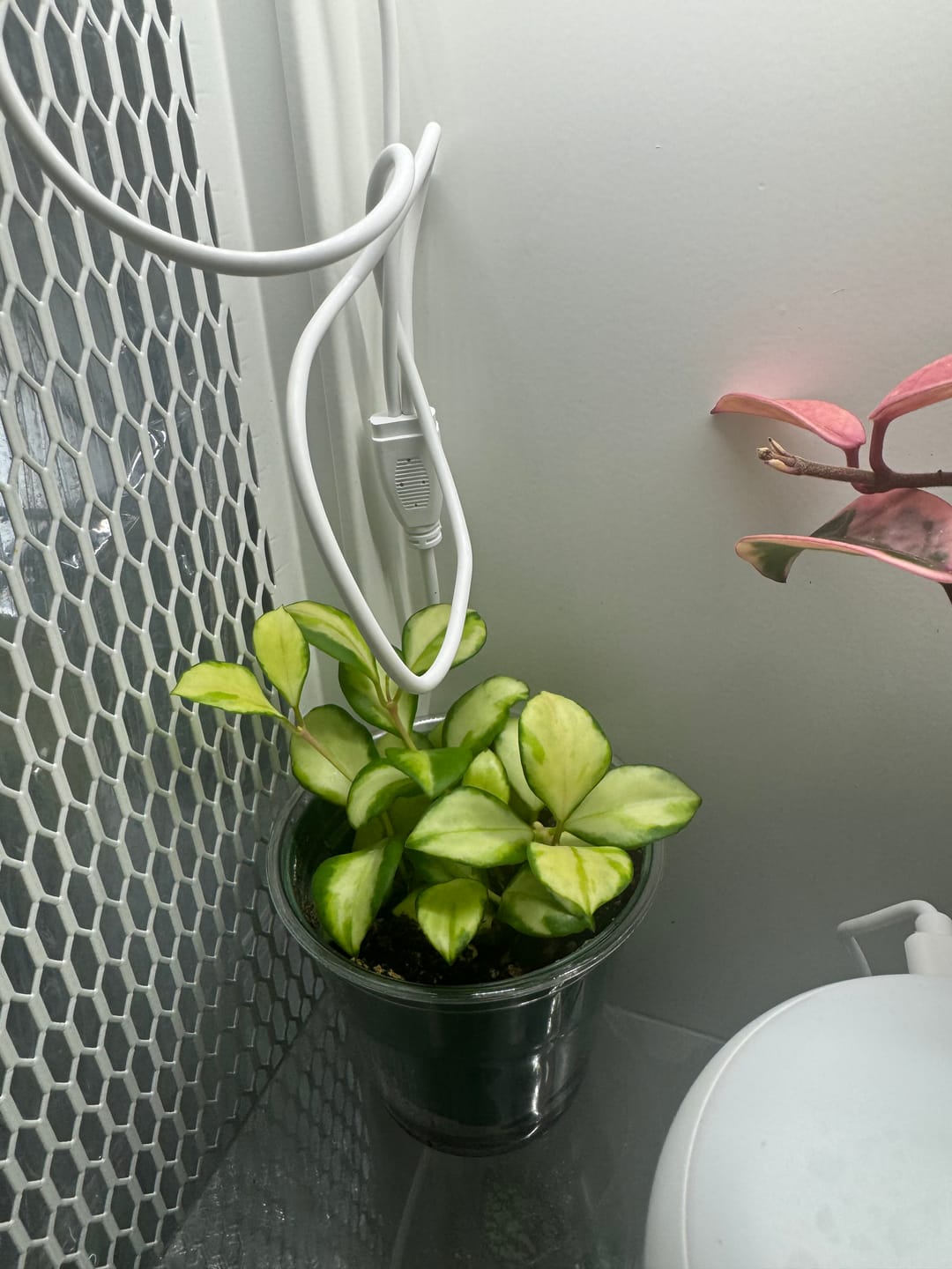 Customer photo review of Hoya heuschkeliana variegata