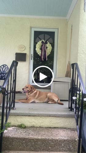 Customer video review of Old Glory Wreath Ribbon