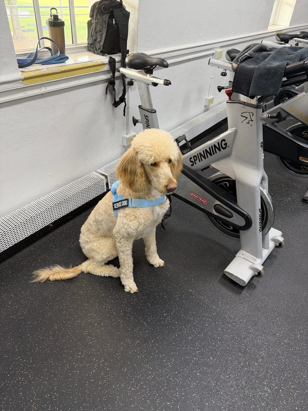 Customer photo review of No-Pull Harness [Free Today]