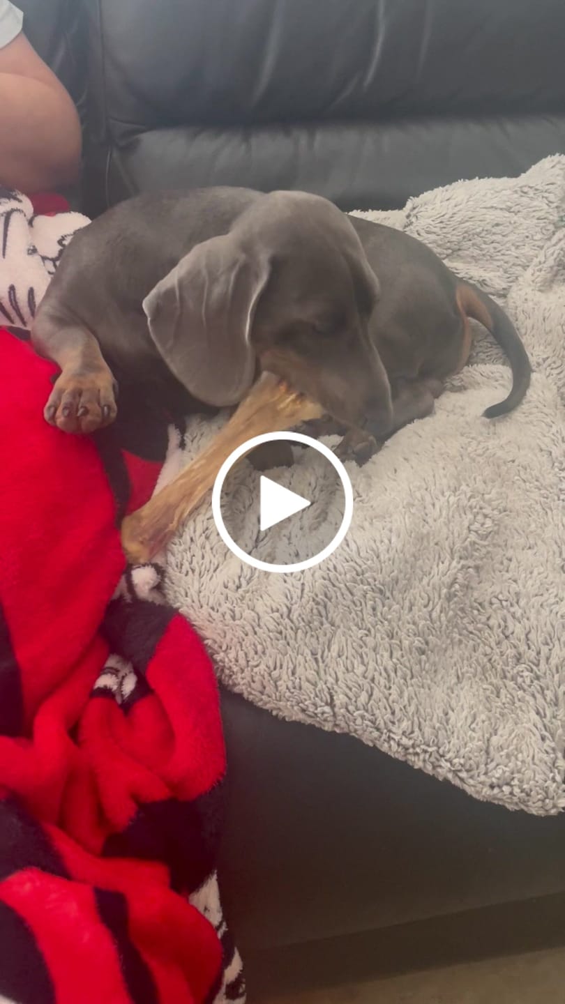 Customer video review of Chewy Ostrich Flat Tendon: Satisfying All-Natural Chew for Dental Health & Gentle Digestion