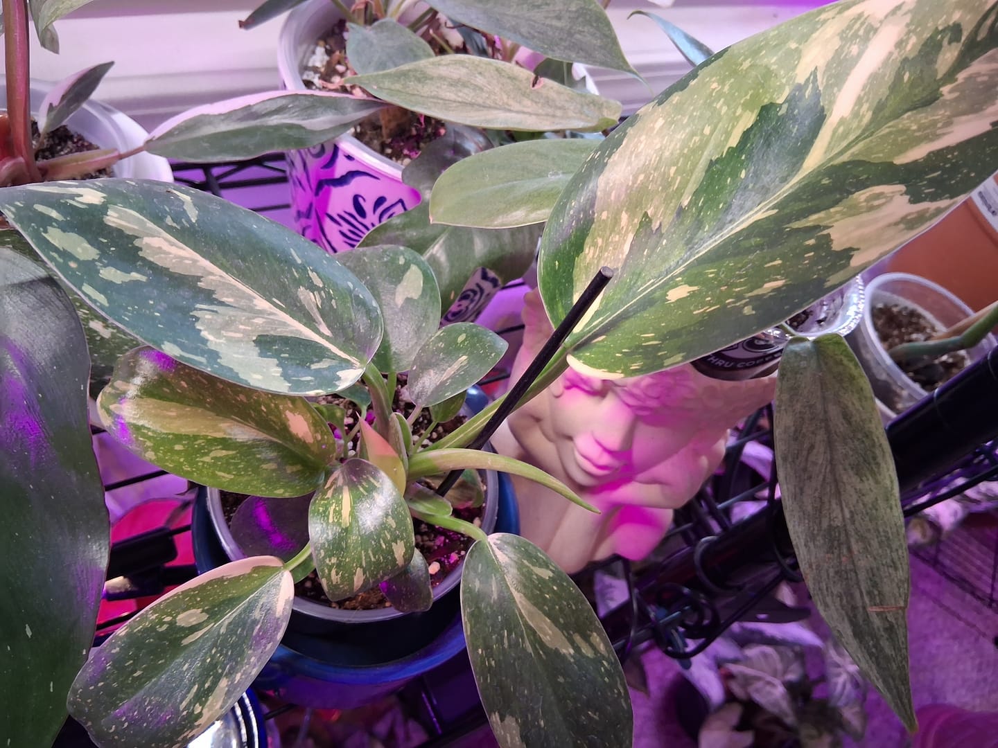 Customer photo review of Philodendron 'Congo Nuclear'