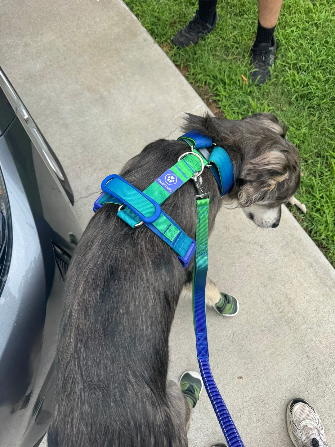 Customer photo review of Comfort Control No-Pull Dog Harness and Multipurpose Leash Sets