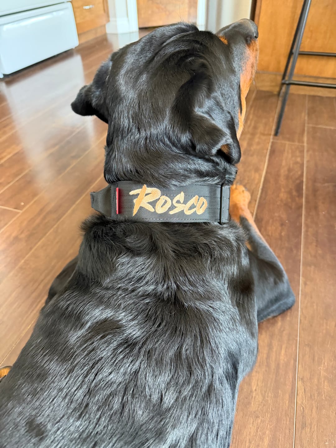 Customer photo review of 2" Tactik Dog Collar - Black