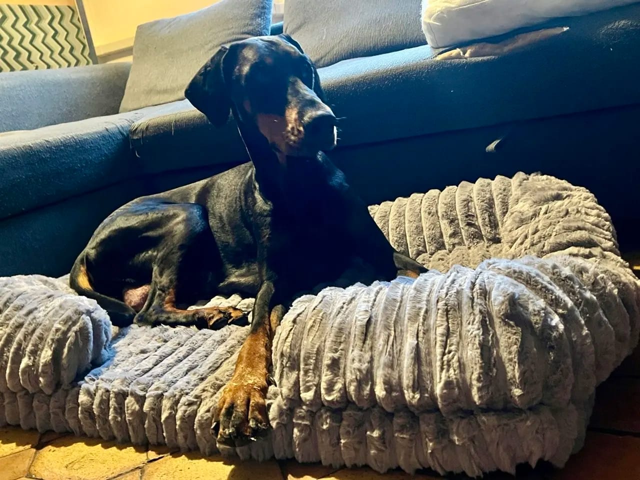 Customer photo review of Zen Pet Bed